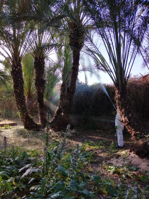 Las 15.000 palmeras del municipio se someten a tratamiento fitosanitario para mantener a raya al picudo rojo