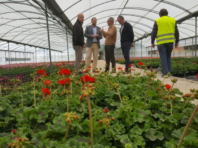 El vivero municipal del Mayayo está trabajando en el cultivo de 50.000 geranios que van a decorar los Jardines de Primavera