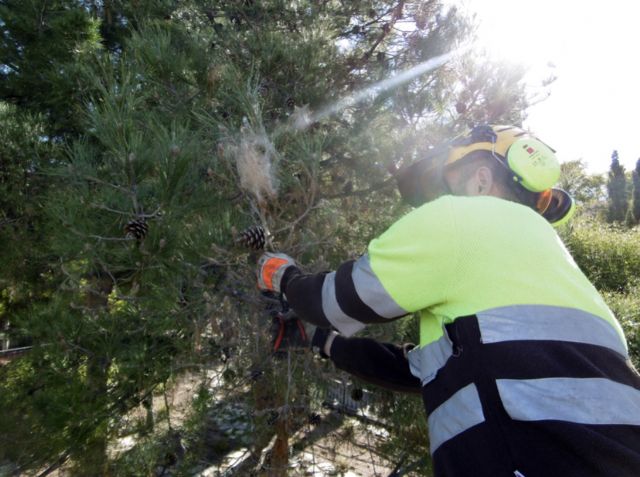 El Ayuntamiento protege sus más de 2.500 pinos con técnicas de lucha biológica y endoterapia