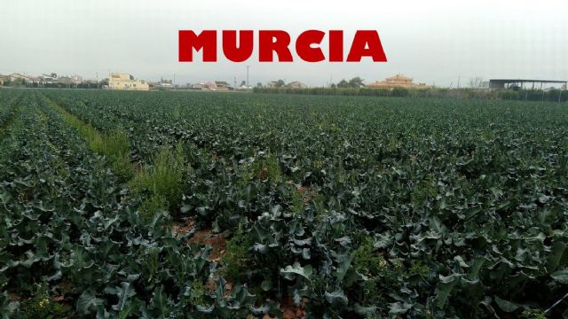 Vídeo 'Murcia, ¿esencia de huerta? ¿Alma de ciudad?