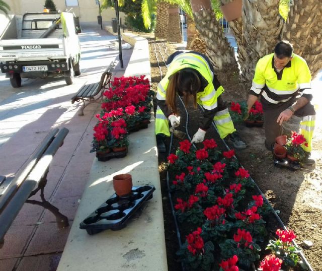 60.000 flores llenarán las calles de Murcia con motivo de la campaña de invierno