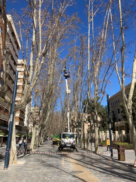 El Ayuntamiento de Murcia revisa más de 400 árboles de gran porte antes de la Semana Santa y Fiestas de Primavera